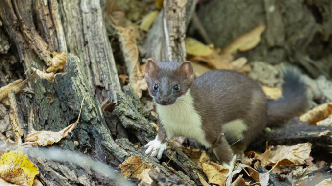 Long-tailed Weasel taken in Central MN
