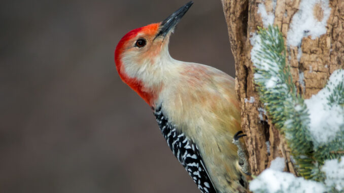Red-bellied Woodpecker male in winter taken in central MN in the wild