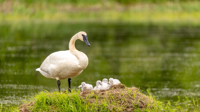 Trumpeter Swan taken in central MN