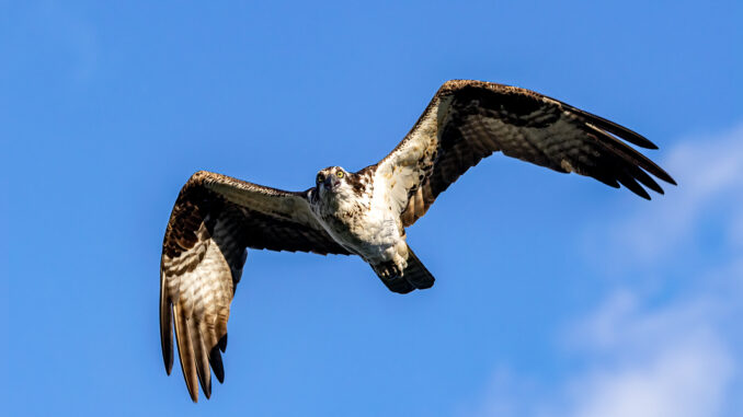 Osprey in flight taken in central MN
