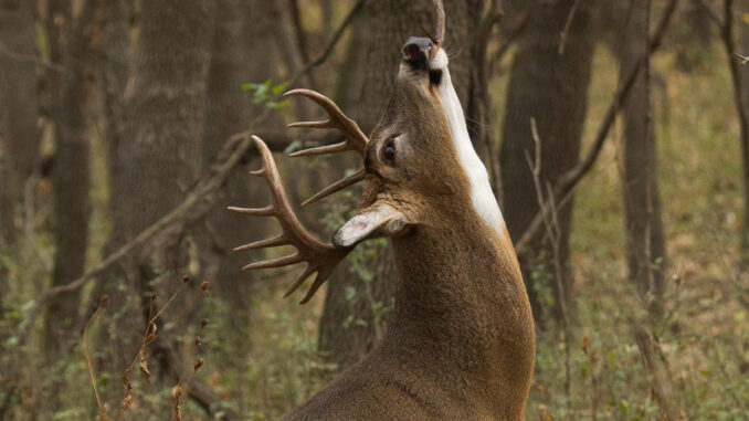 White-tailed deer buck scrape and lick taken in southern MN in the wild