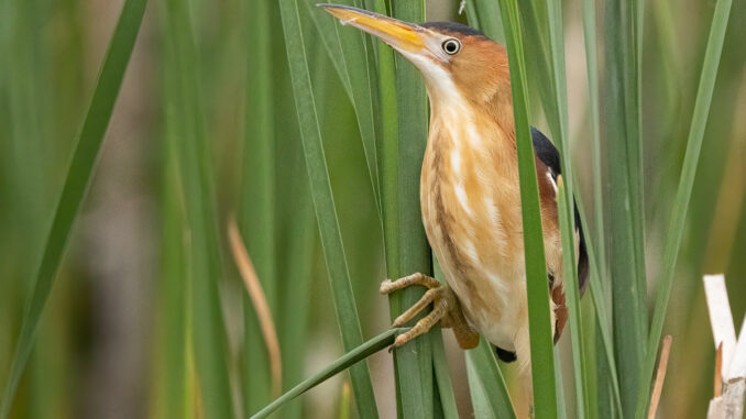 Least Bittern taken in central MN