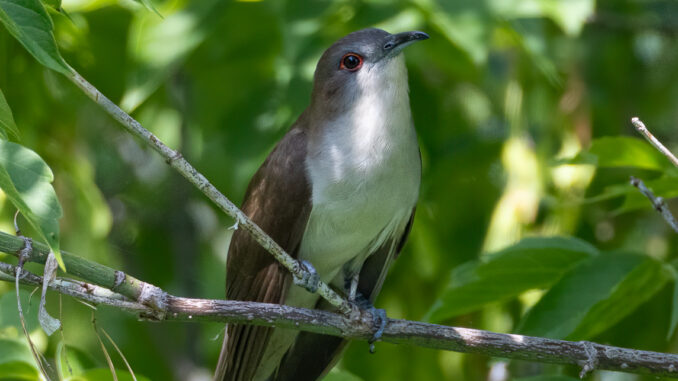 Black-billed Cuckoo taken in central MN