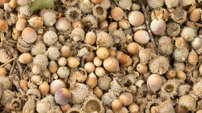 White Oak acorns taken in southern Minnesota