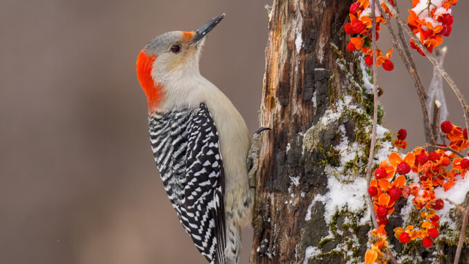 Red-bellied Woodpecker female taken in central MN