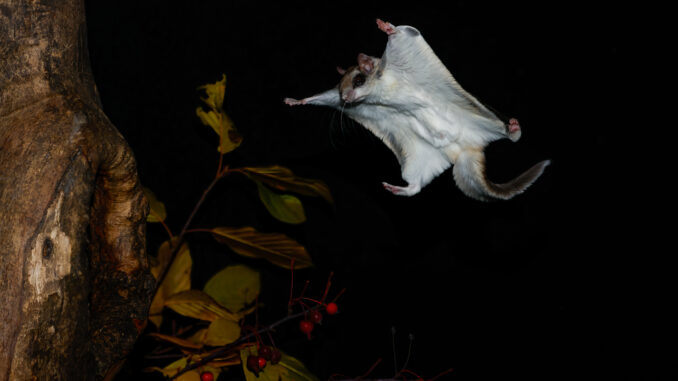 Southern Flying Squirrel gliding to cavity taken in southern MN