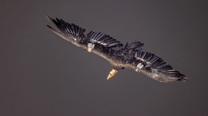 California Condor in flight taken at Navajo Birds Arizona
