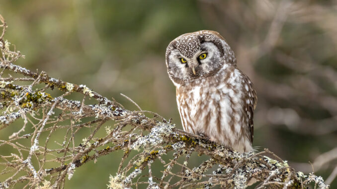 Boreal Owl