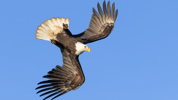 Bald Eagle adult flight