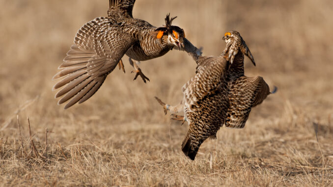 Greater Prairie Chicken males sparring taken in western MN in the wild
