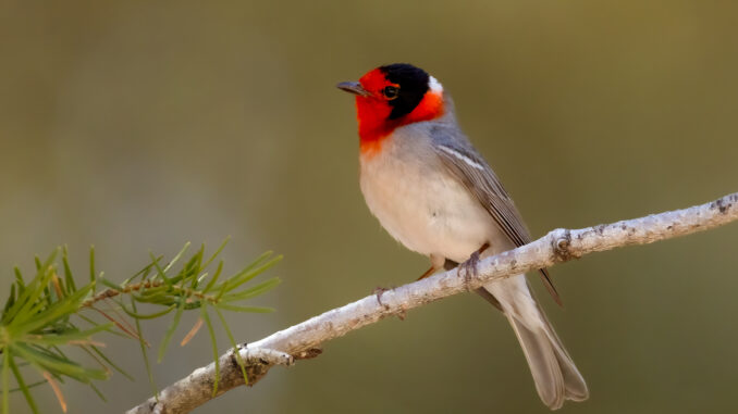 Red-faced Warbler